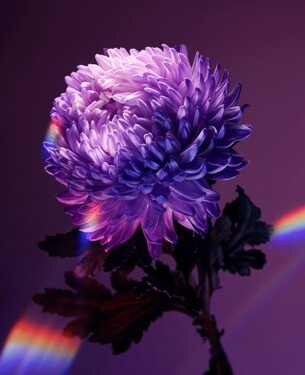 Color Awards