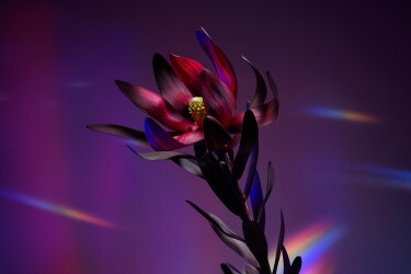 Color Awards